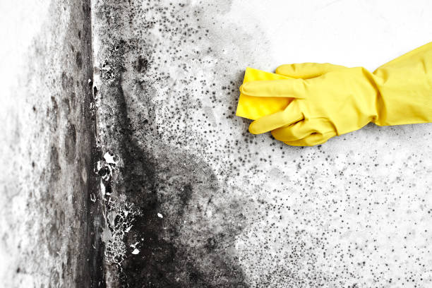 Attic Mold Removal in Bartow, FL