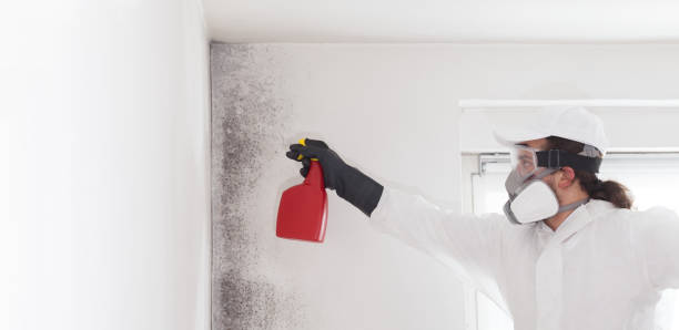 Home Mold Removal in Bartow, FL