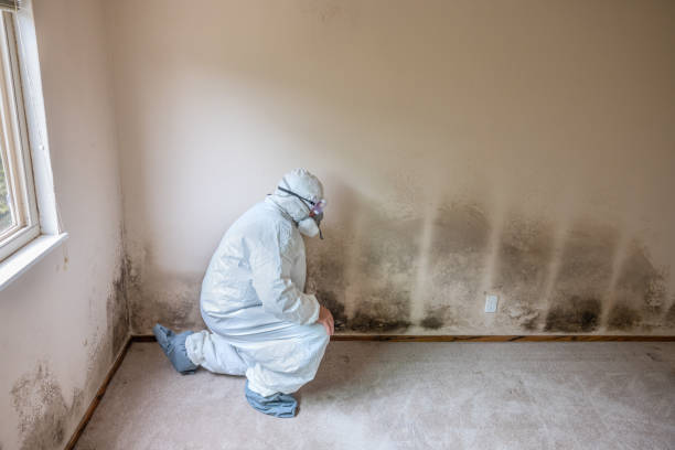Best Crawl Space Mold Removal  in Bartow, FL