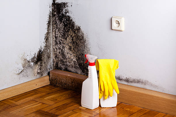 Best Crawl Space Mold Removal  in Bartow, FL