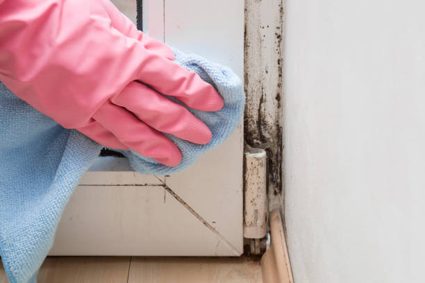 Best Mold Damage Repair  in Bartow, FL